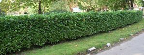 Instant Hedges