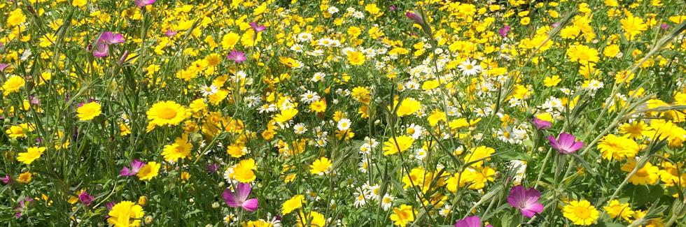 Wildflower Meadow - a bloom of colour and fragrance