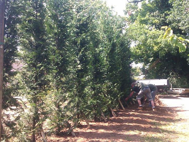 Case Study - Instant Conifer Hedge in Watton