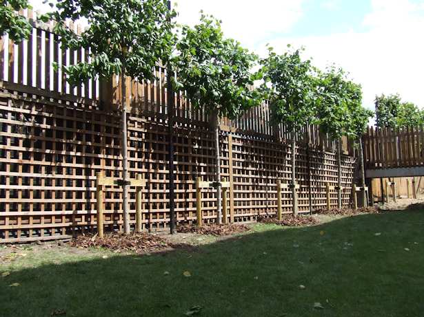 Case Study - Pleached Lime Trees