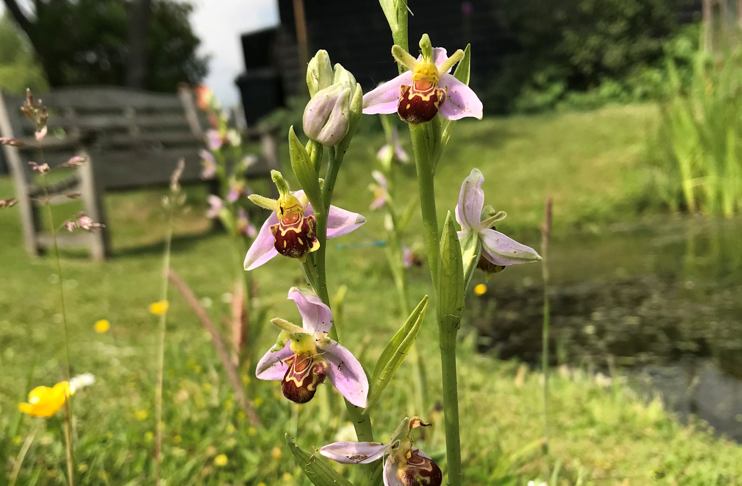 Bee Orchid Background Image