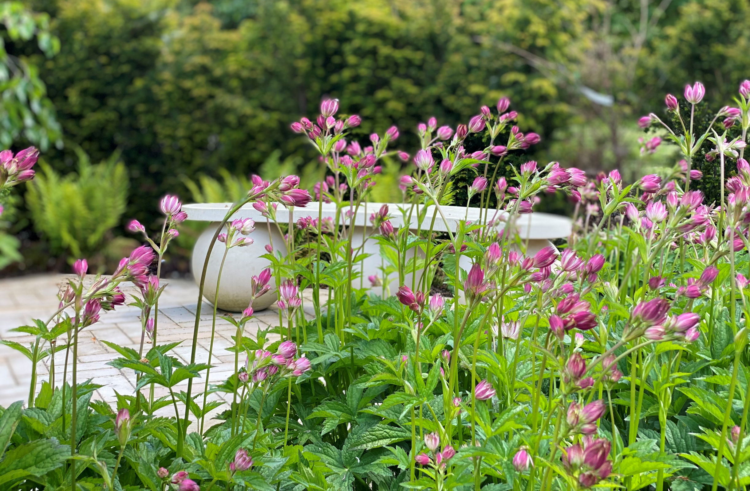 Gardening and Maintenance