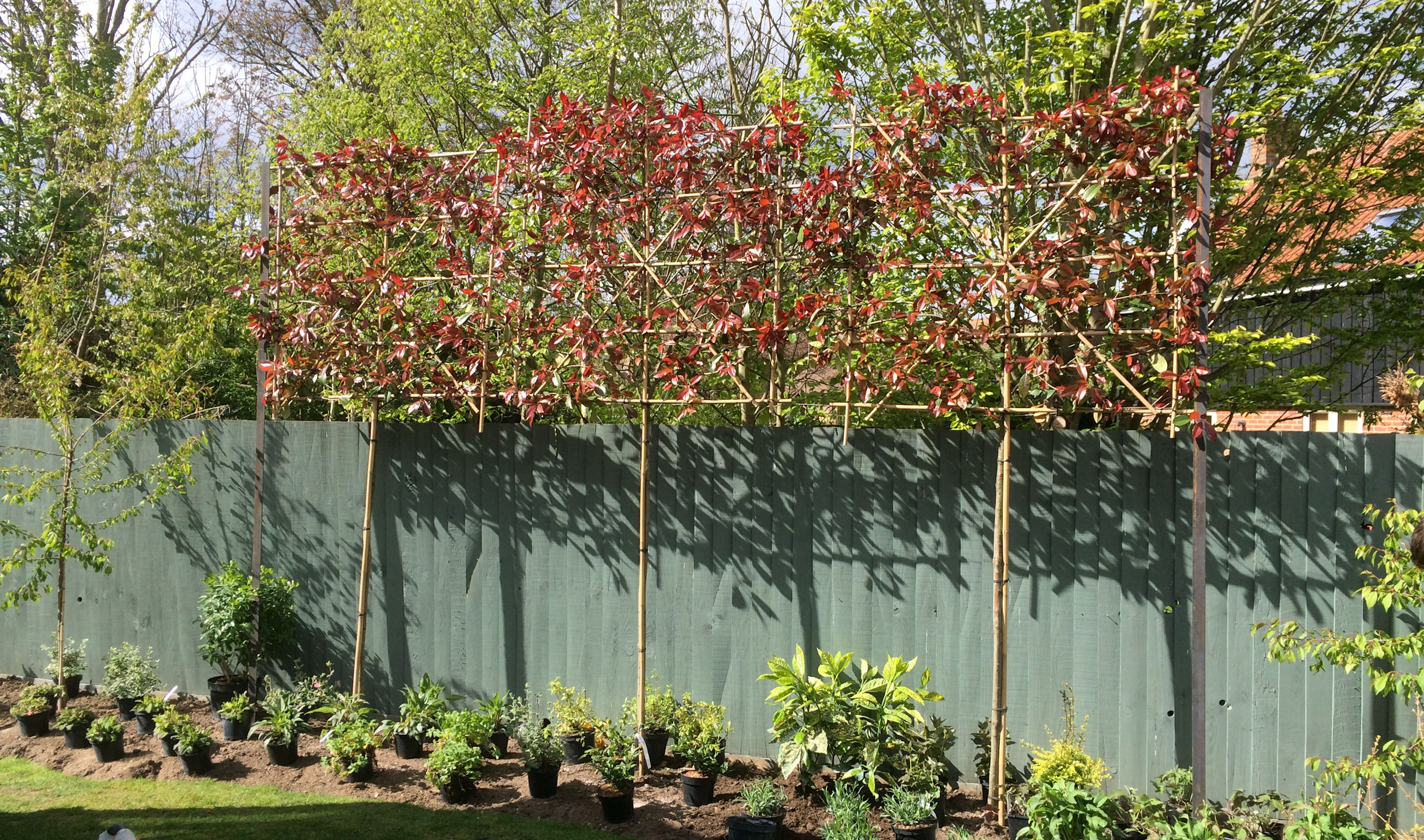 Semi-Mature Trees