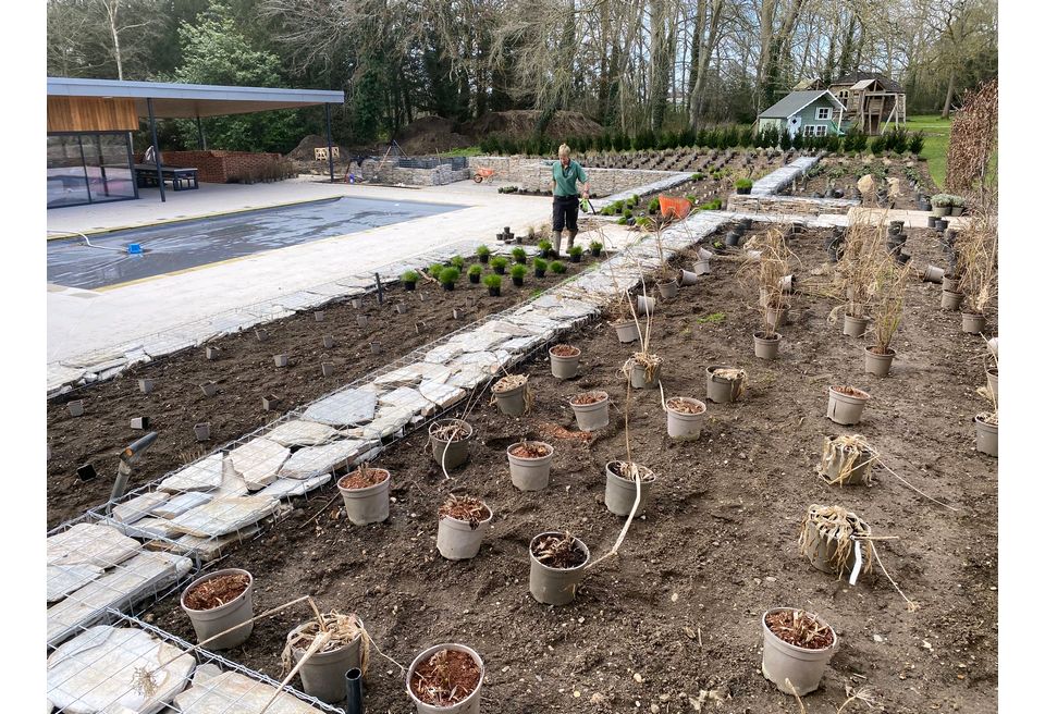 Terraced Pool Garden - Setting out the new Planting Scheme