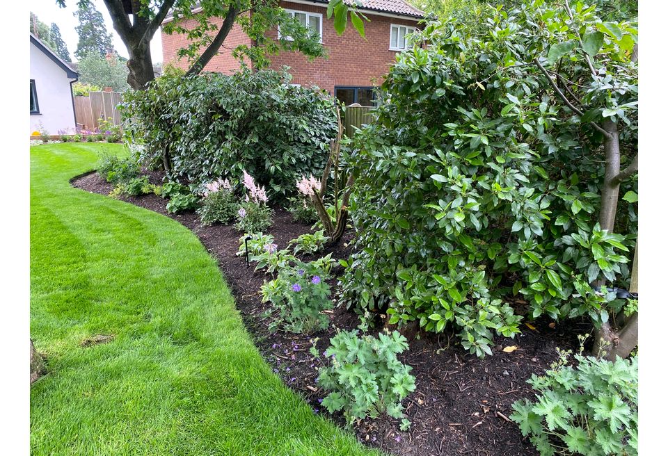 Family Friendly Garden - Large specimen shrubs were chosen to bring instant height to the borders