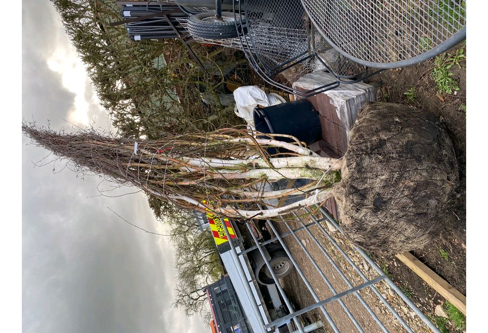 Sourcing the new tree