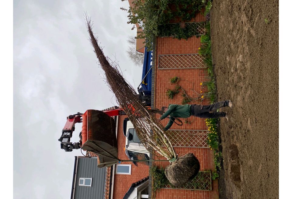 Hoisting the tree into its new position