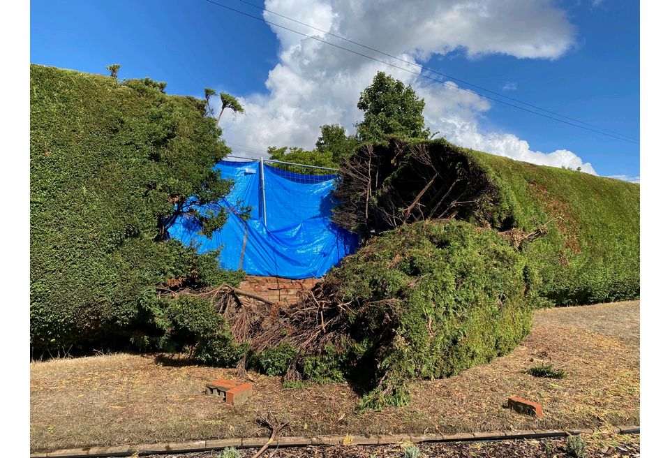 Repairing a Hedge - the existing hedge plants were badly damaged