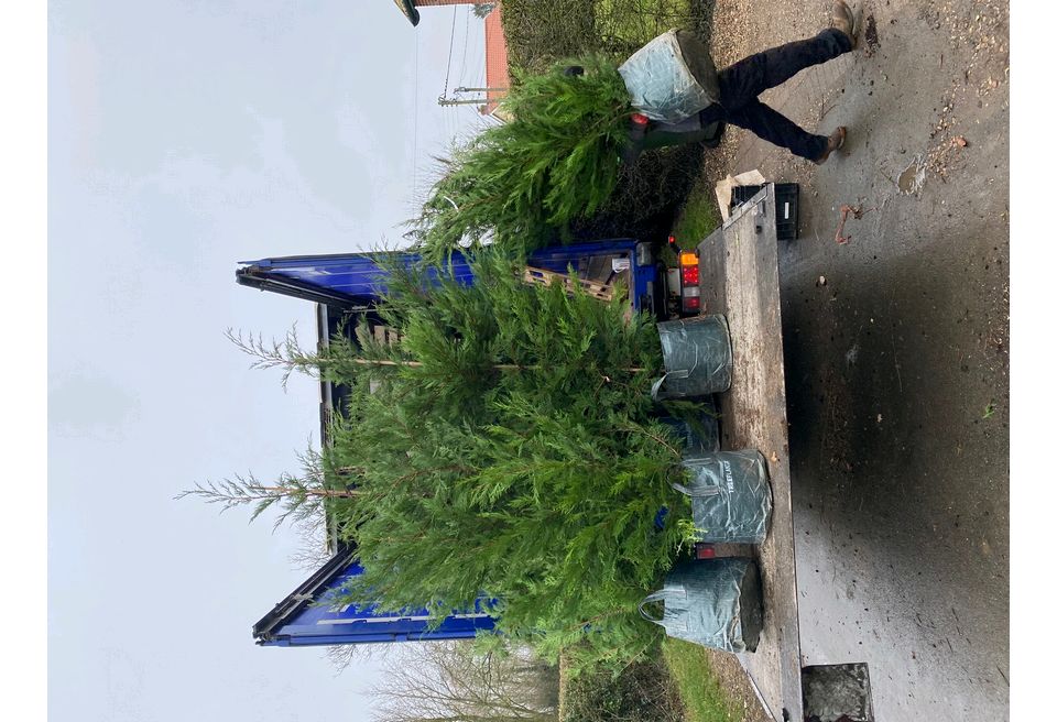 Replacement hedge plants were sourced